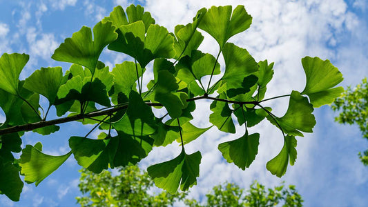 El Ginkgo Biloba